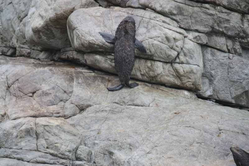 Nieuw-Zeeland 2011 - 1086